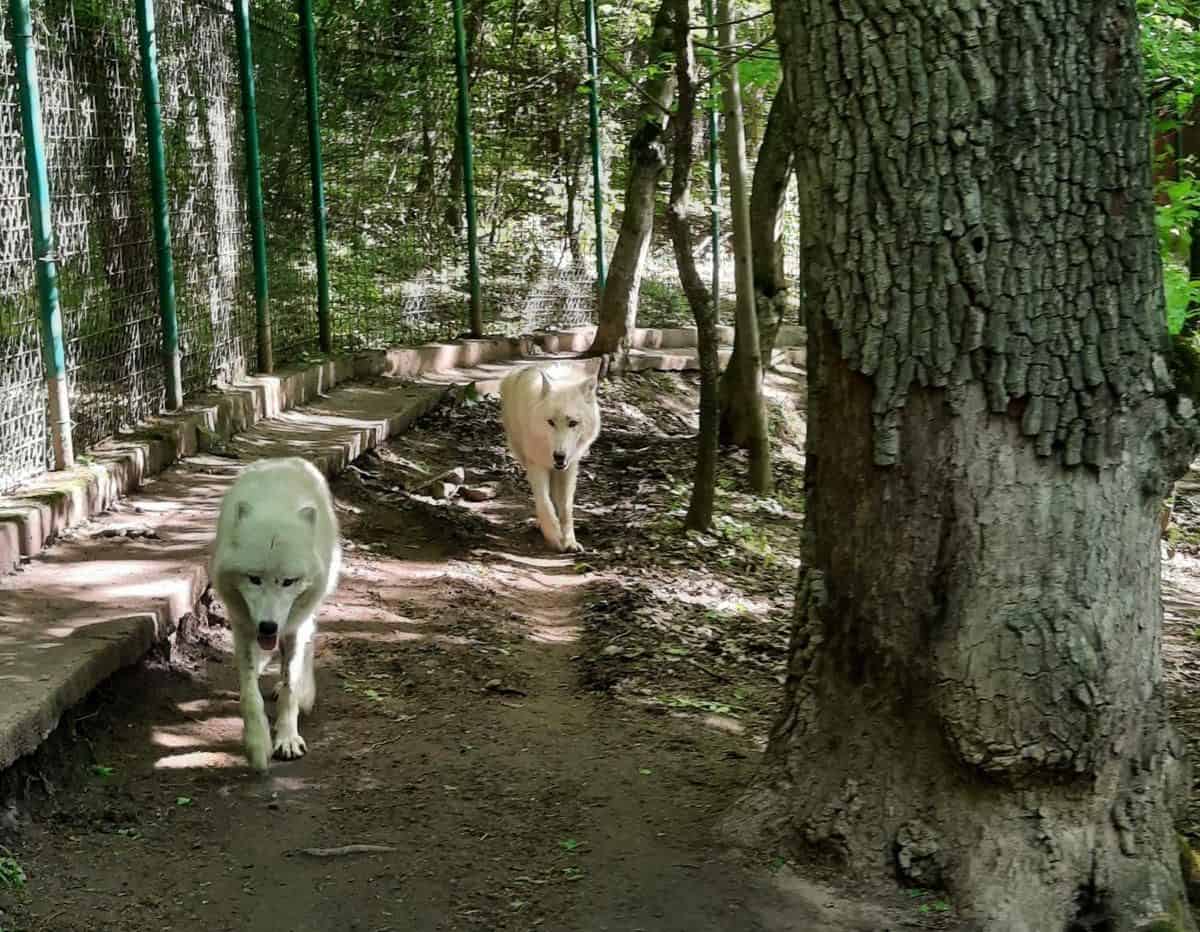 Grădina Zoologică din Sibiu a primit noi locuitori. Doi lupi albi pot fi văzuți de vizitatori (foto)