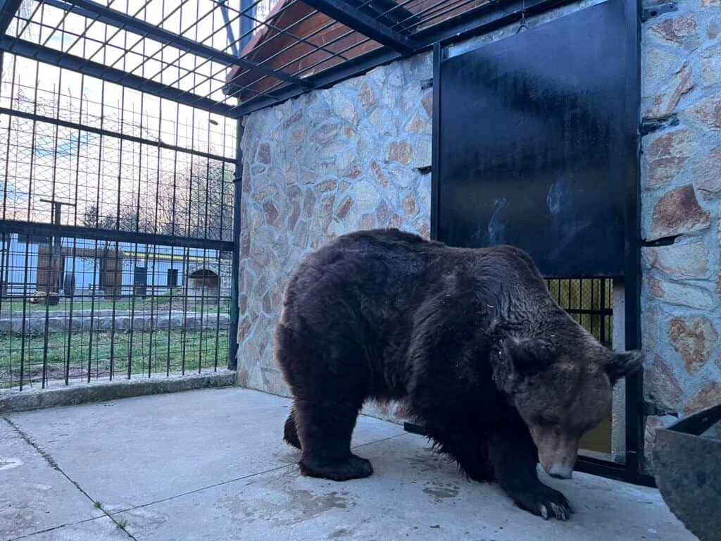 Grădina Zoologică din Sibiu a primit noi locuitori. Doi lupi albi pot fi văzuți de vizitatori (foto)