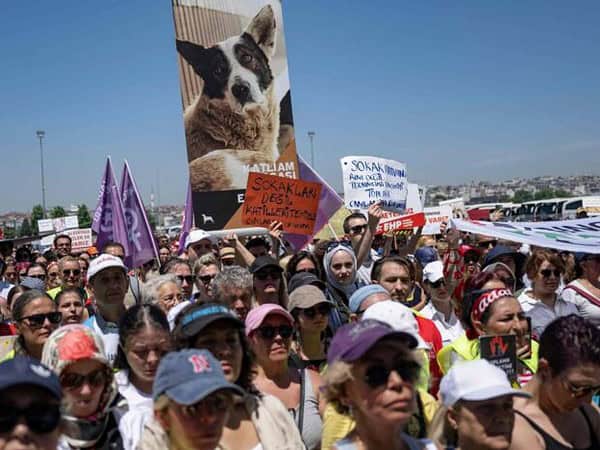 turcii își apără maidanezii de noua lege a eutanasierii propusă in parlament