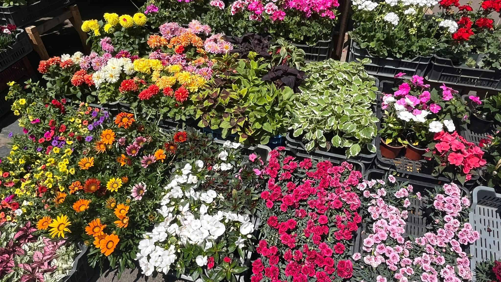 dușmanul cel mai aprig al comercianților din piețele sibiului: „nouă cu florile ne e cel mai greu”