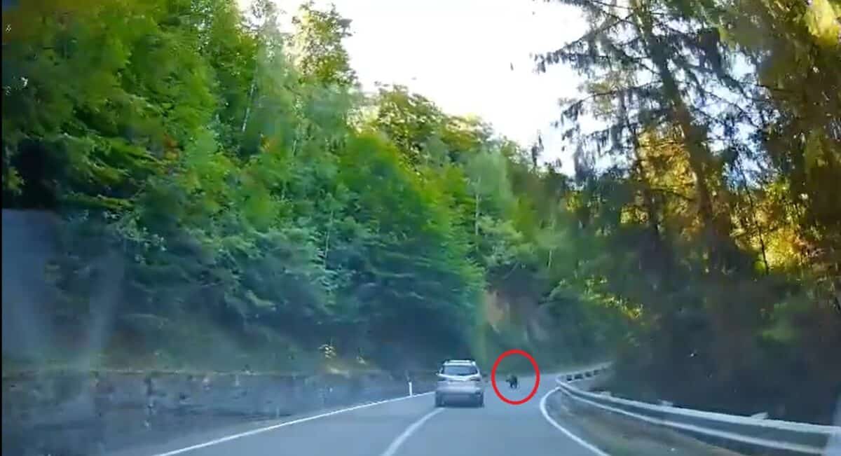 pui de urs surprins pe șosea pe transfăgărășan in weekend (video)