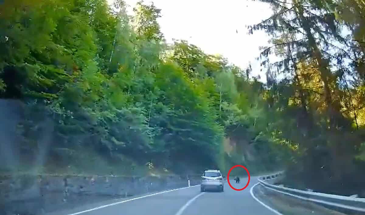 pui de urs surprins pe șosea pe transfăgărășan in weekend (video)
