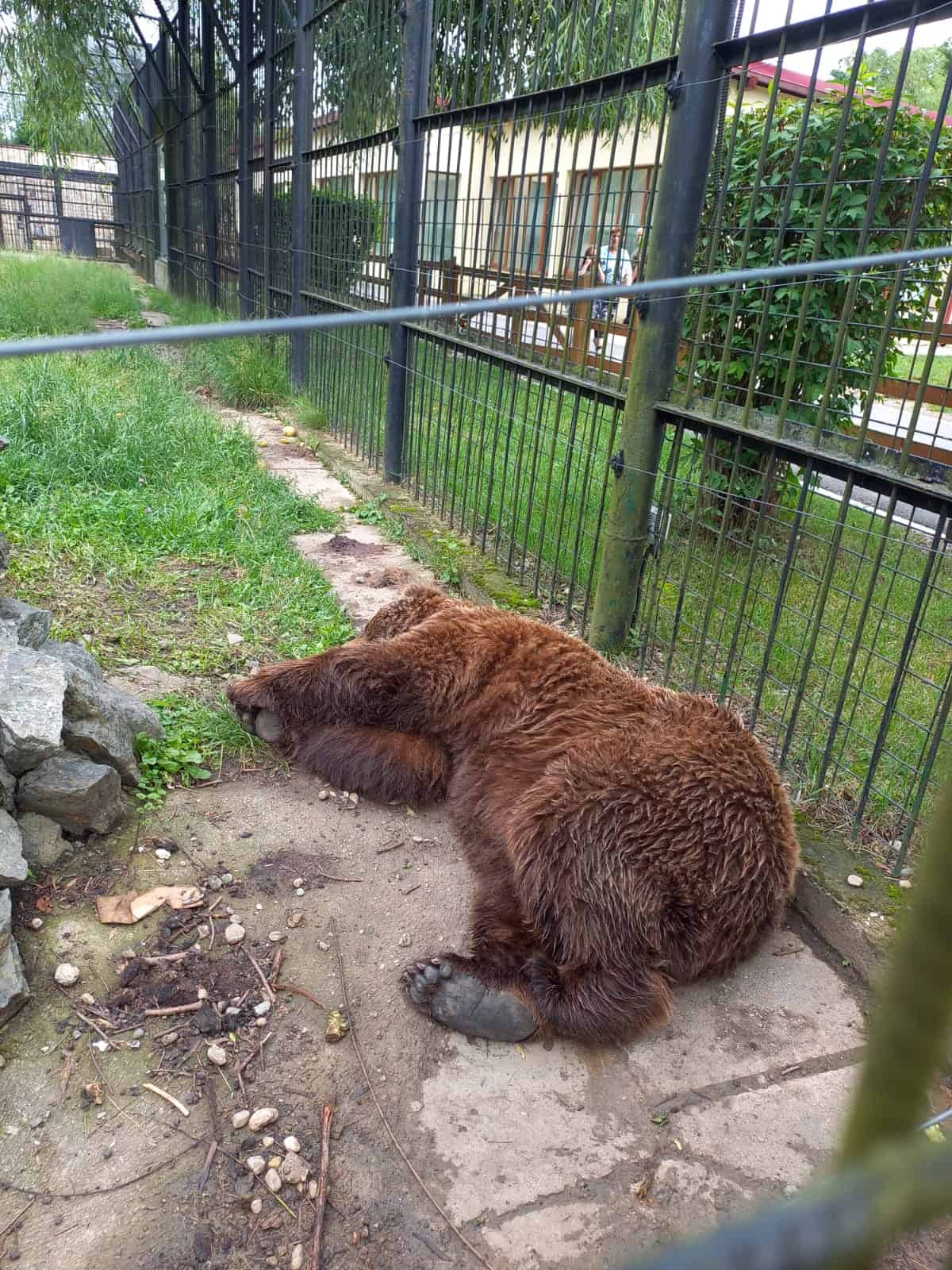veteranul de la zoo sibiu, un urs brun de 25 de ani, cu nume de politician