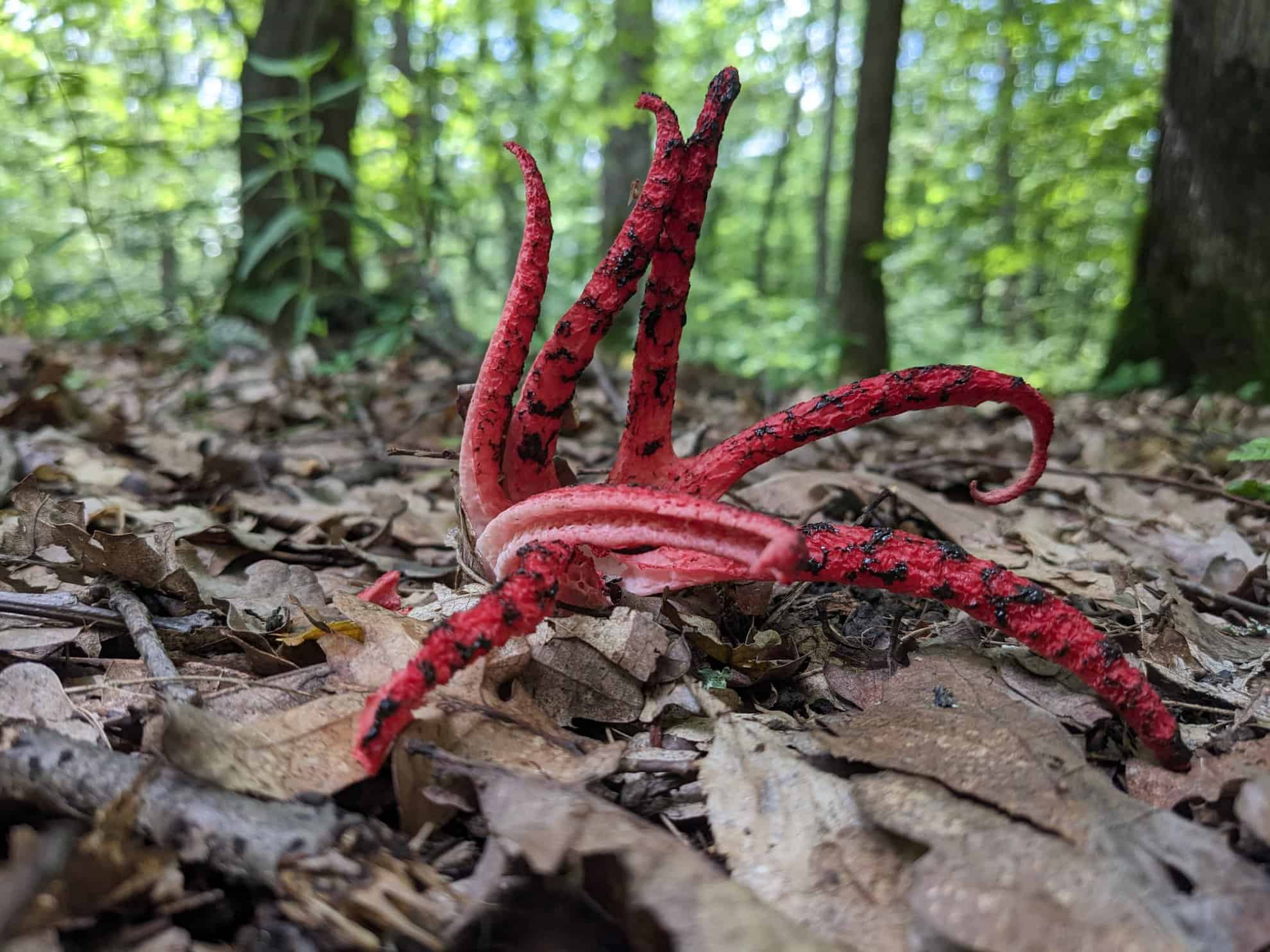 Povestea Mirunei, biologul din Sibiu care a inventat băutura din ciuperci locale pentru refacerea florei intestinale (foto)