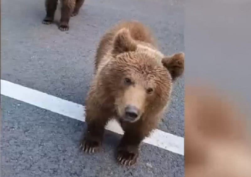 șofer atacat de urs pe transfăgărășan după ce l-a ademenit din mașină (video)