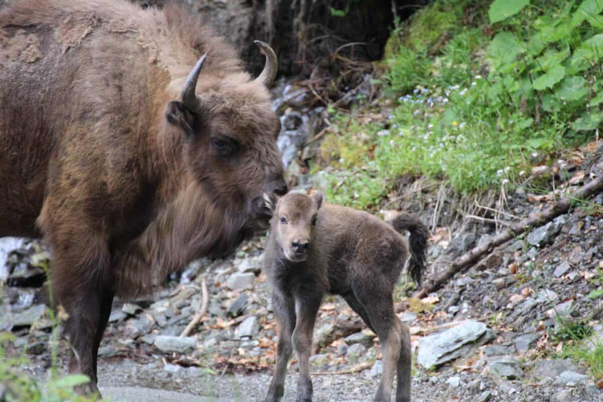 s-a născut primul zimbru de anul acesta în munții făgăraș (foto)