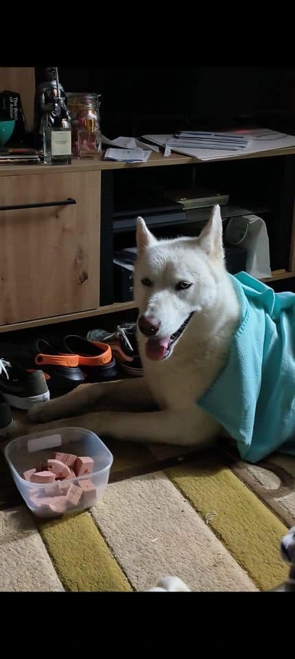 Husky alb rătăcit prin cartierul Vasile Aaron, găsit de un tânăr care acum îi caută stăpânii (foto update)