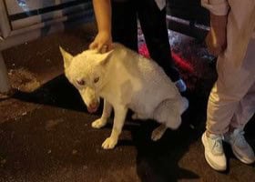 husky alb rătăcit prin cartierul vasile aaron, găsit de un tânăr care acum îi caută stăpânii (foto)