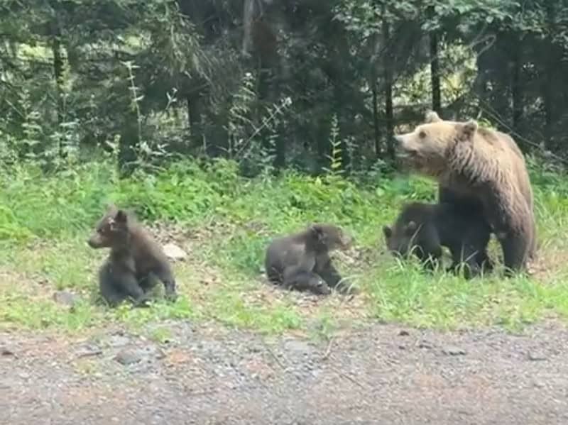ursoaică cu pui zărită joi pe marginea drumului pe transfăgărășan. unii turiști s-au oprit să le dea de mâncare (video)