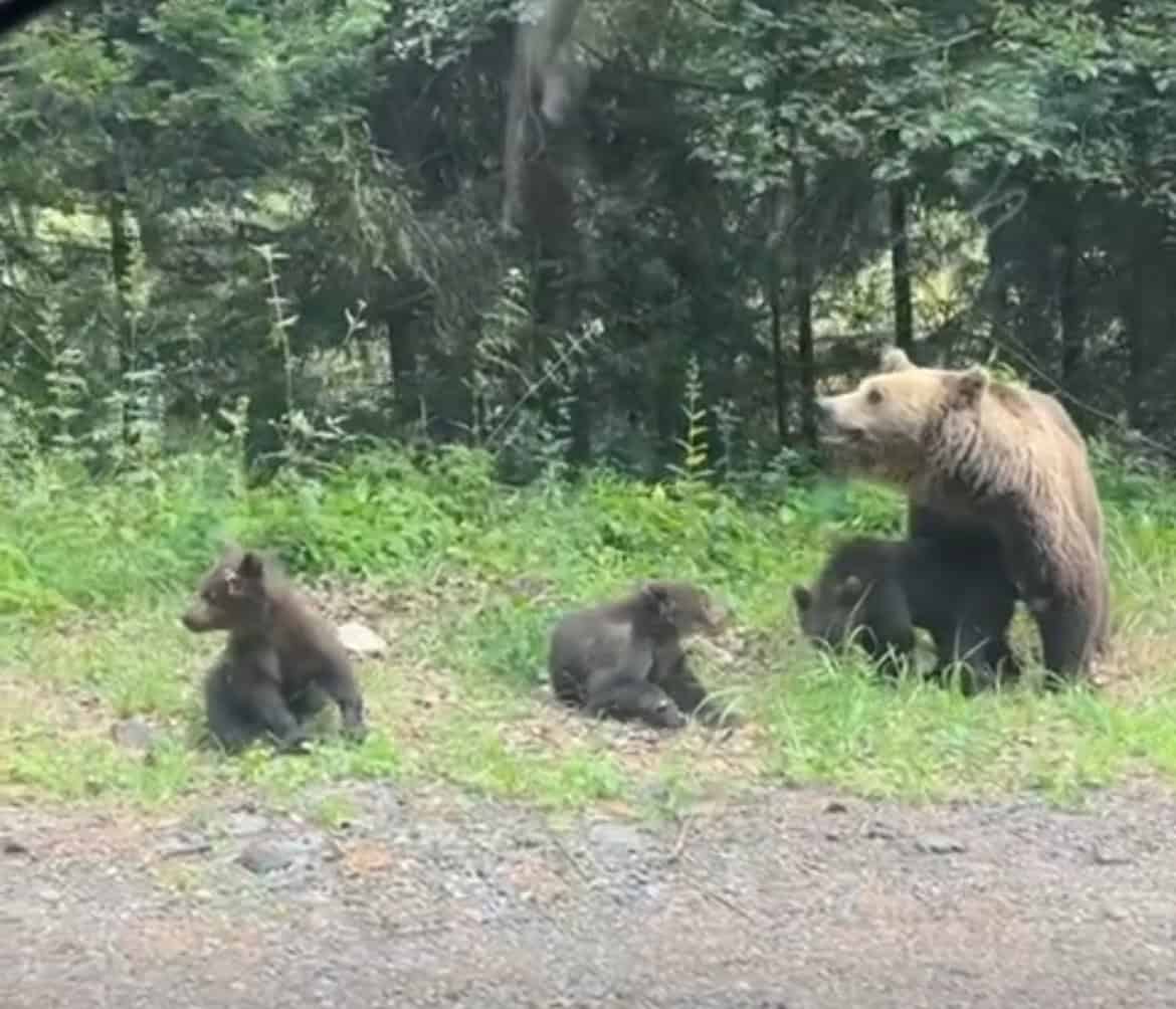 ursoaică cu pui zărită joi pe marginea drumului pe transfăgărășan. unii turiști s-au oprit să le dea de mâncare (video)