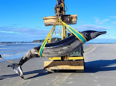 exemplar rar de balenă descoperit eșuat pe o plajă din noua zeelandă