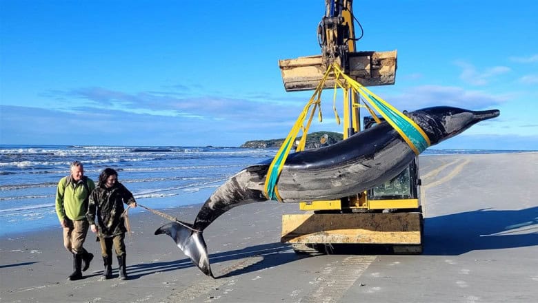 exemplar rar de balenă descoperit eșuat pe o plajă din noua zeelandă