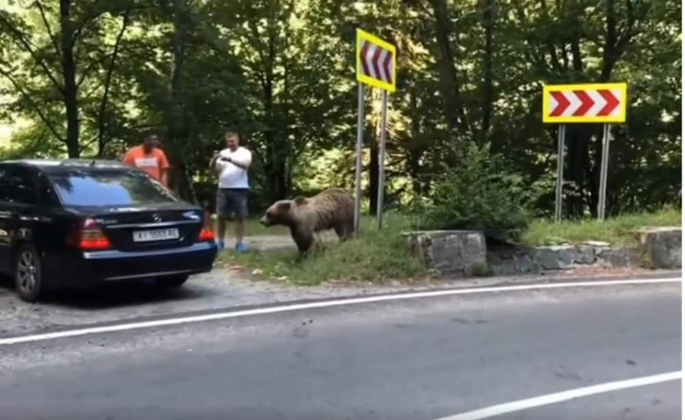 bărbat atacat de urs pe transfăgărășan după ce a vrut să își facă un selfie cu el (video)