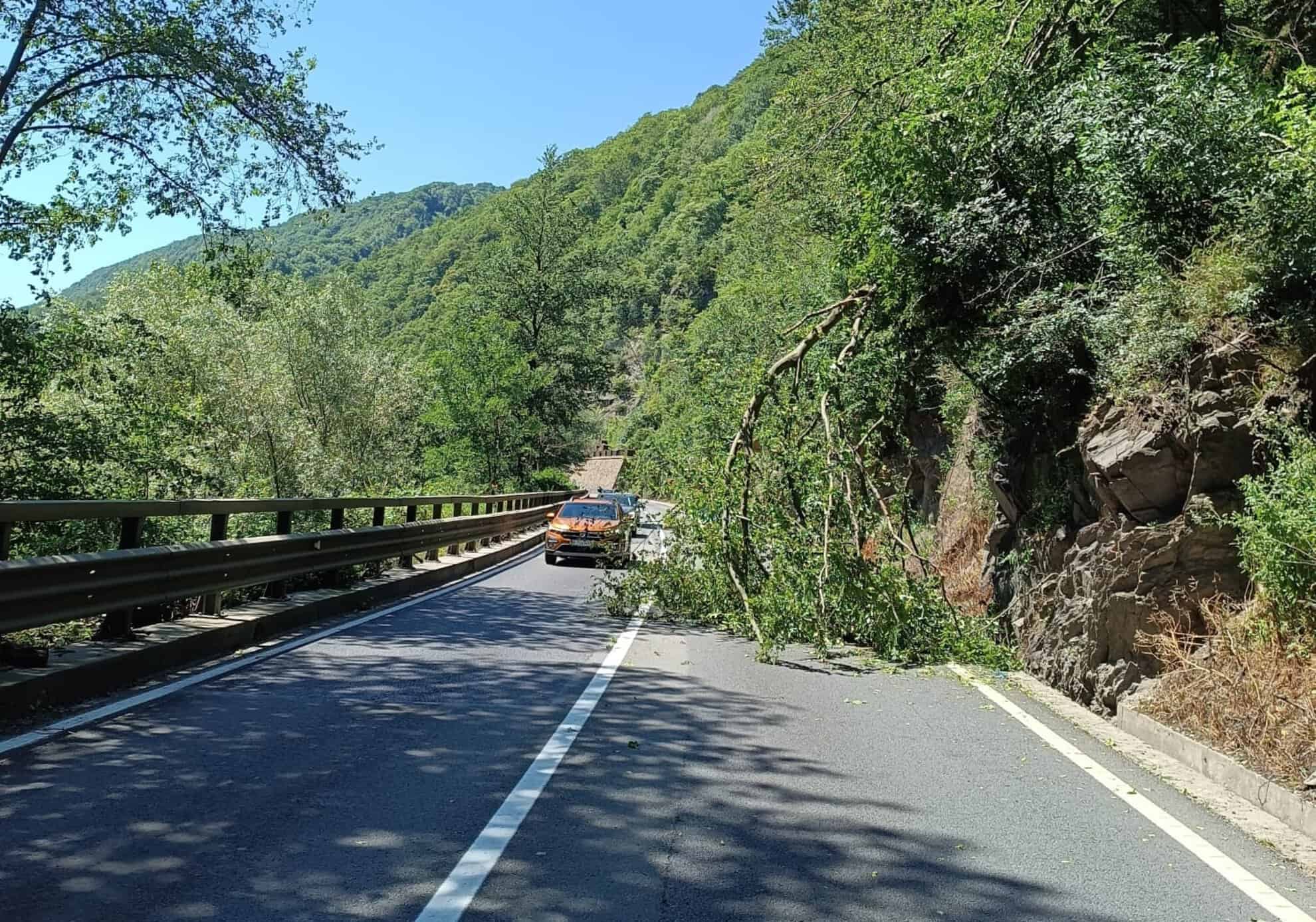 trafic blocat pe valea oltului în lazaret din cauza unui copac care a căzut pe carosabil (update)