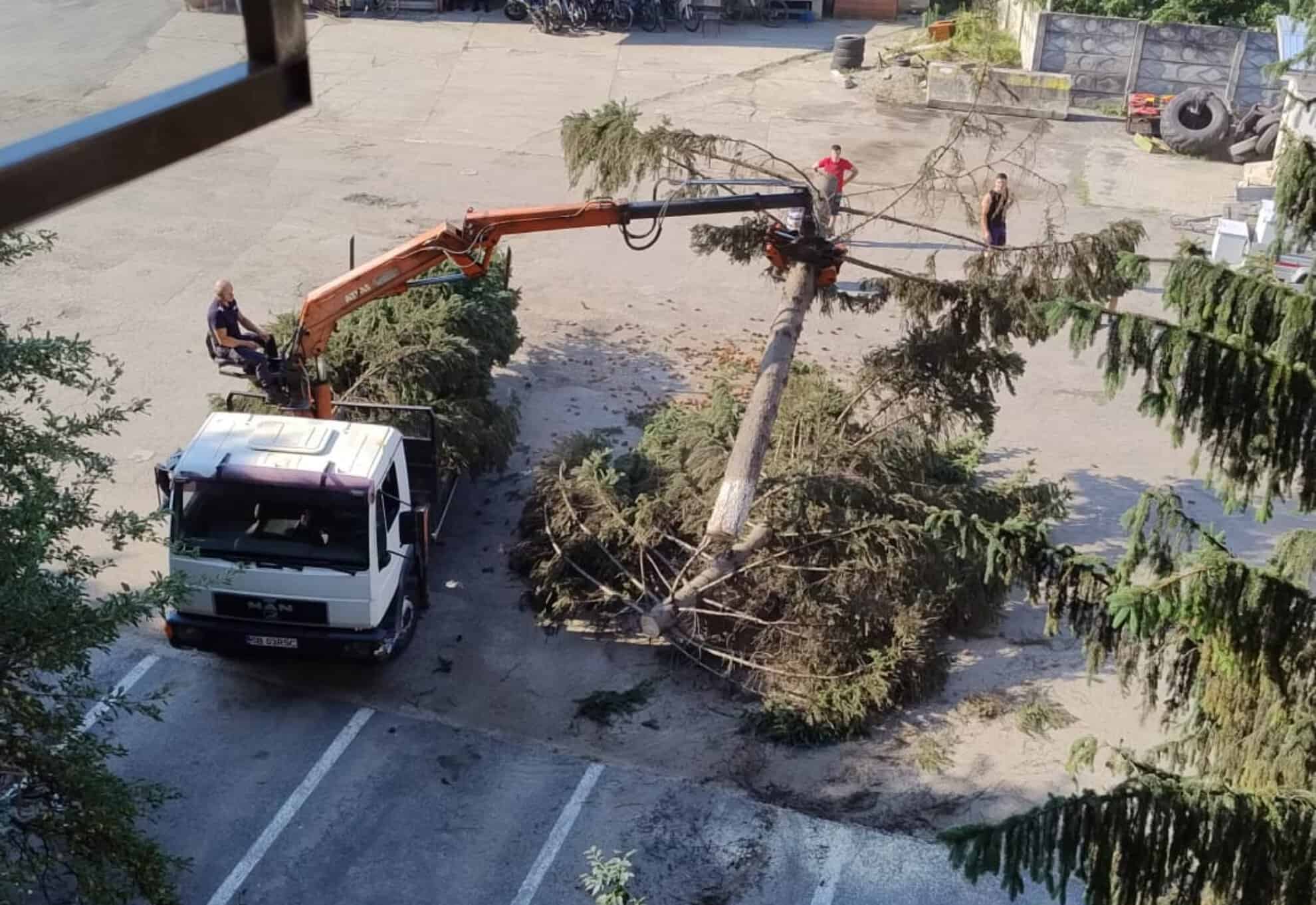 sibieni îngrijorați din cauză că s-au tăiat mai mulți copaci din curtea isu: „ajungem să ne sufocăm în propriul oraș”