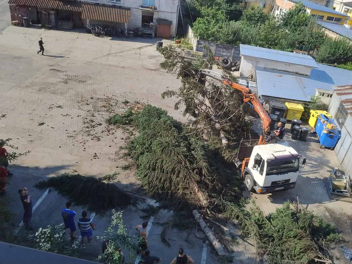 sibieni îngrijorați din cauză că s-au tăiat mai mulți copaci din curtea isu: „ajungem să ne sufocăm în propriul oraș”