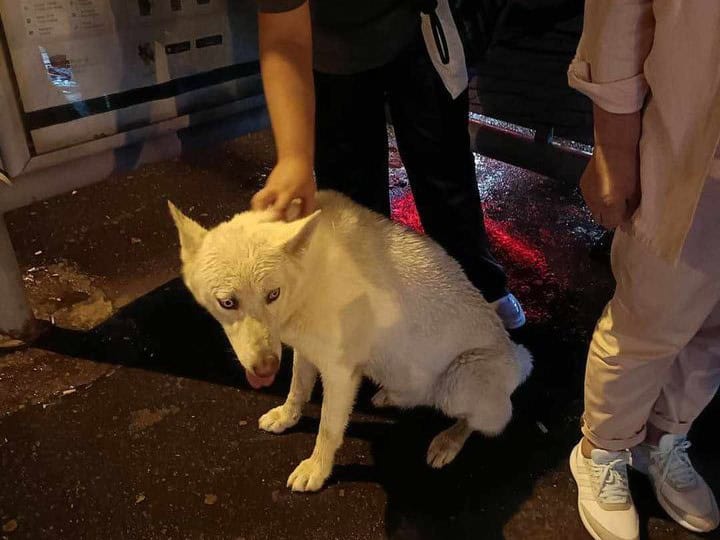 husky alb rătăcit prin cartierul vasile aaron, găsit de un tânăr care acum îi caută stăpânii (foto)