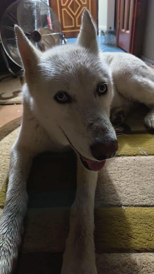 Husky alb rătăcit prin cartierul Vasile Aaron, găsit de un tânăr care acum îi caută stăpânii (foto update)