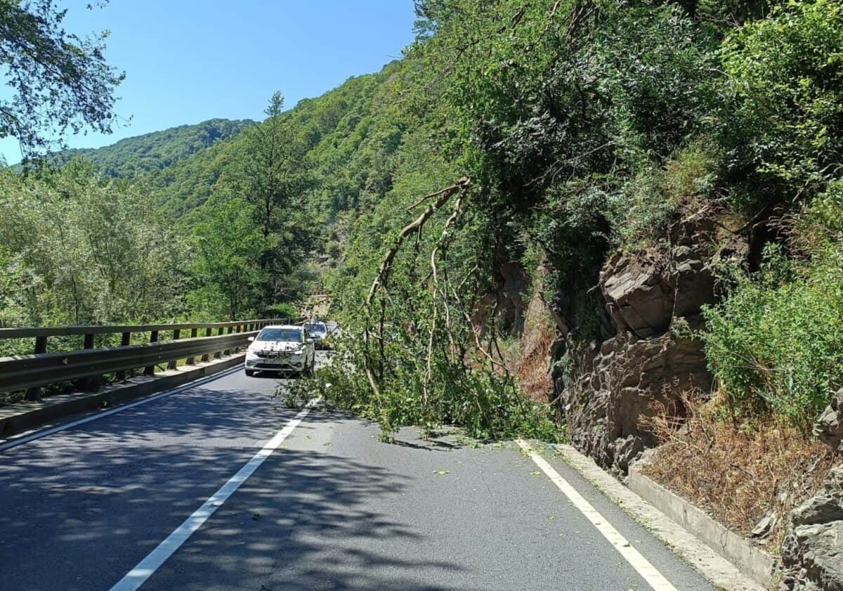 trafic blocat pe valea oltului în lazaret din cauza unui copac care a căzut pe carosabil (update)