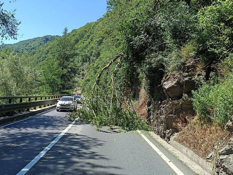 trafic blocat pe valea oltului în lazaret din cauza unui copac care a căzut pe carosabil (update)