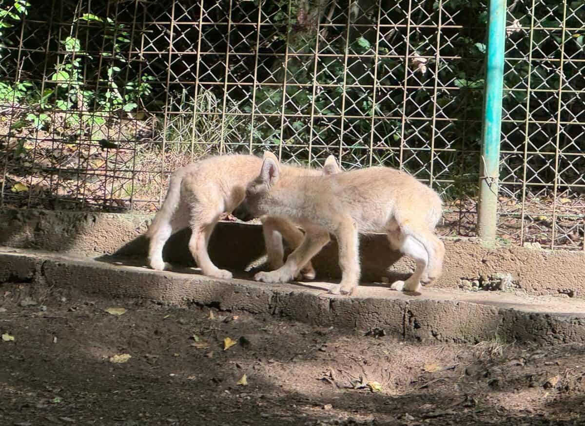 grădina zoologică din sibiu a primit noi locatari. cinci pui de lup alb, atracția principală