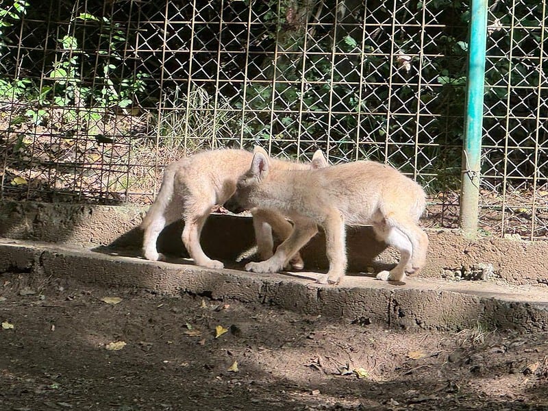 grădina zoologică din sibiu a primit noi locatari. cinci pui de lup alb, atracția principală
