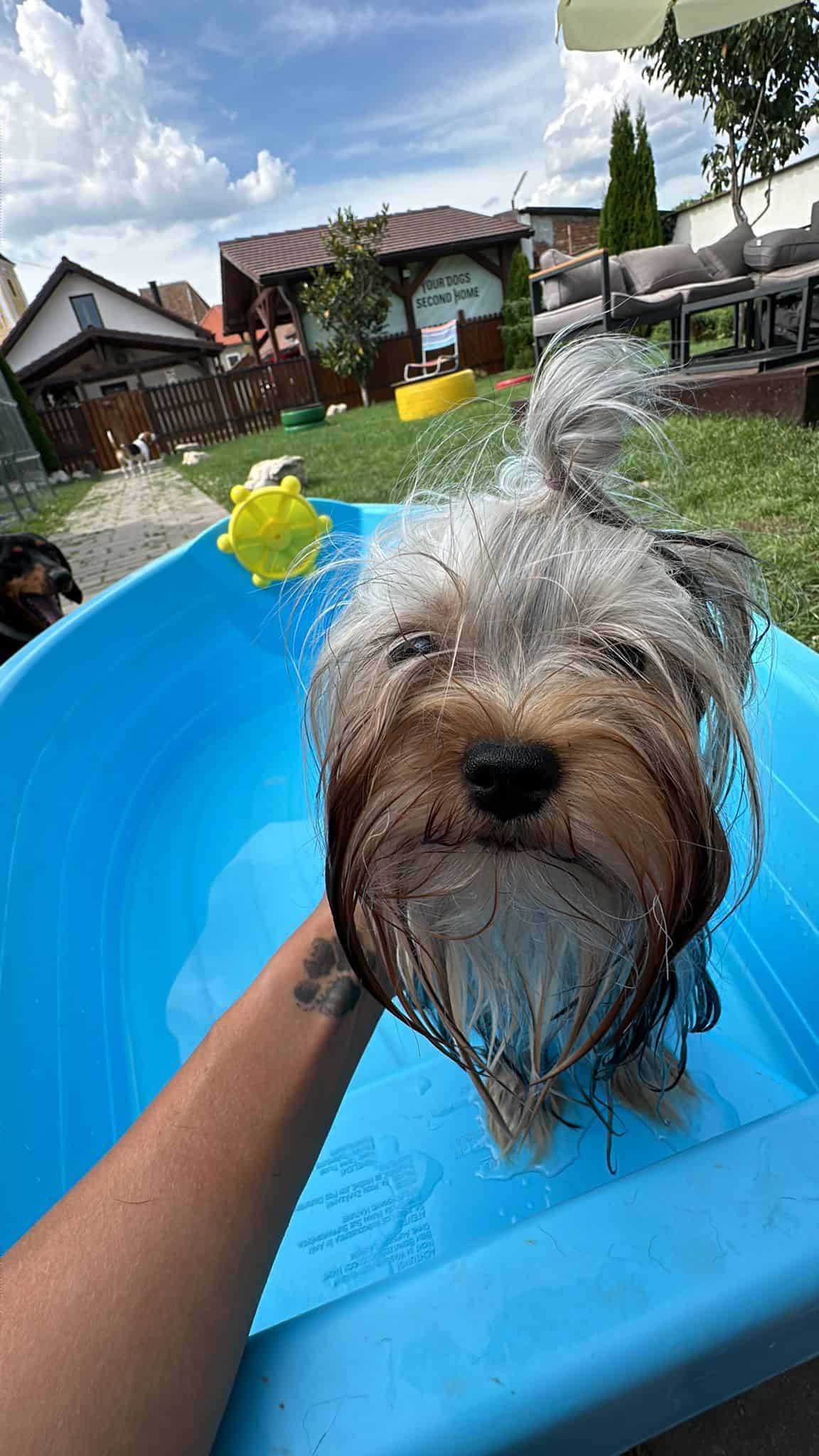 cum fac animalele de companie față la caniculă. cei de la „dog house inn” au amenajat piscine pentru căței în curte pentru zilele toride (foto)