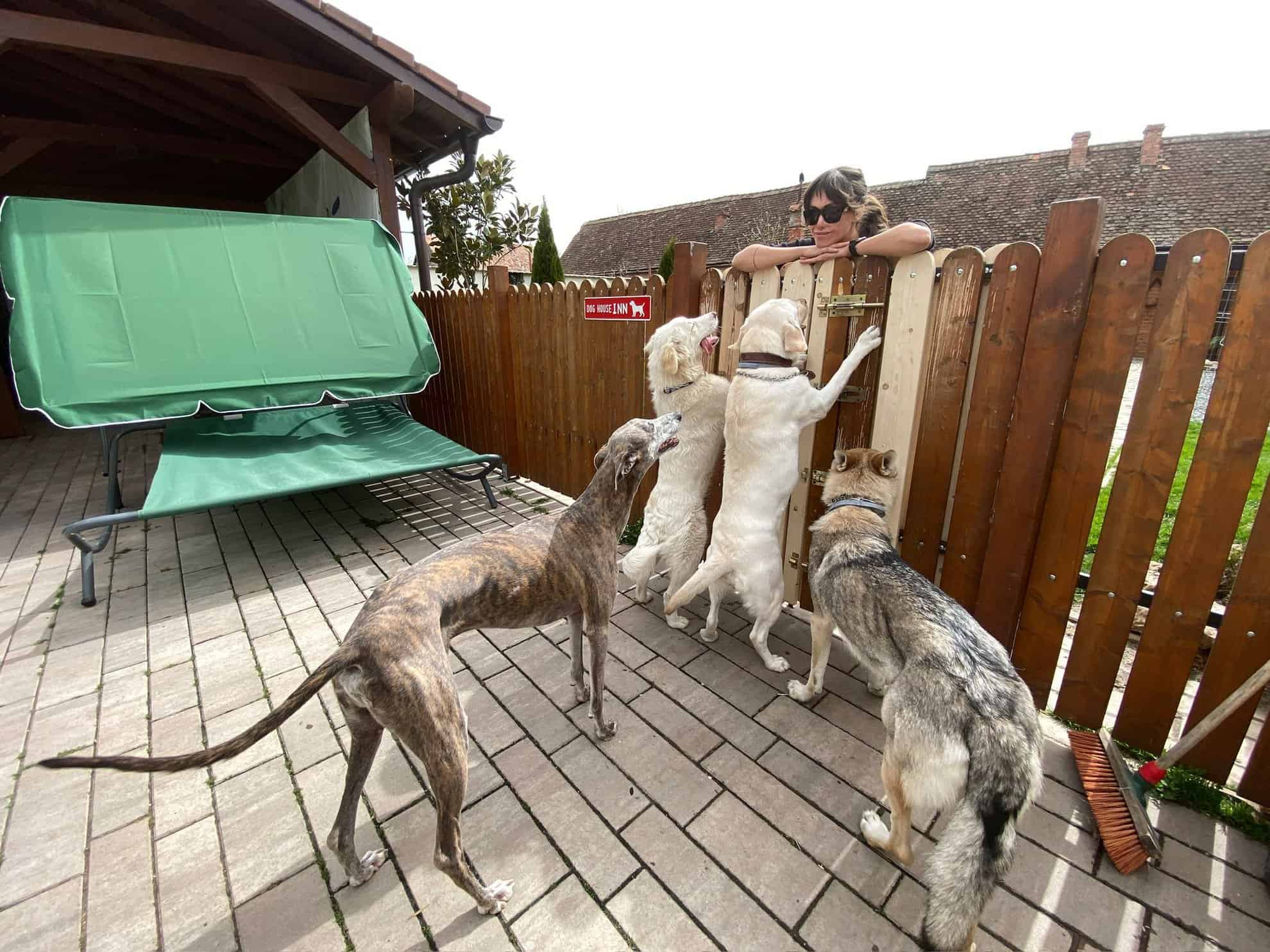 cum fac animalele de companie față la caniculă. cei de la „dog house inn” au amenajat piscine pentru căței în curte pentru zilele toride (foto)