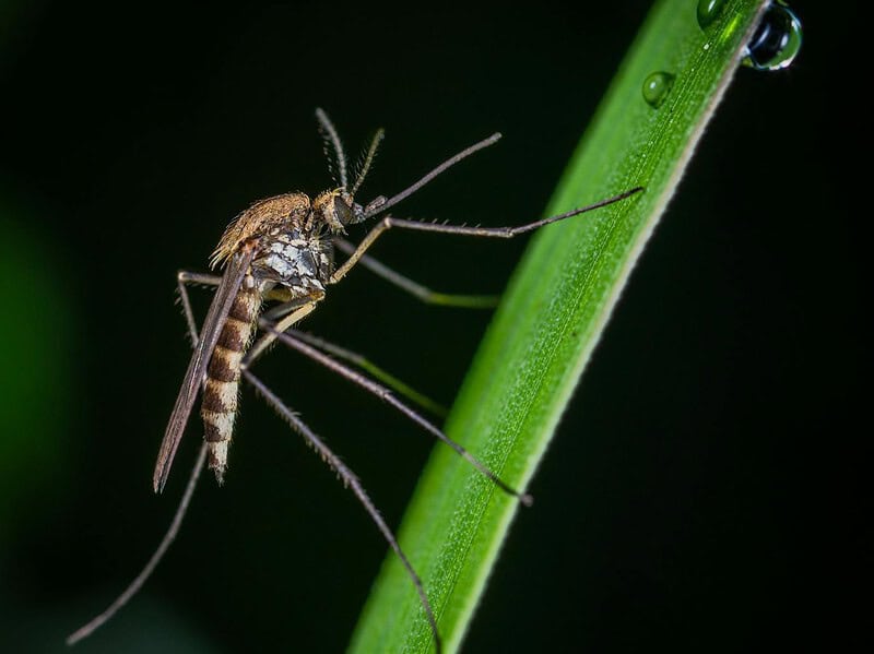 brown and black mosquito on green stem macro photography