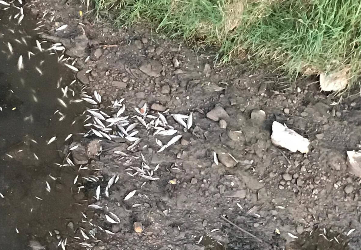 poluare pe râul cibin în municipiul sibiu. mii de pești morți plutesc în derivă (foto, video)