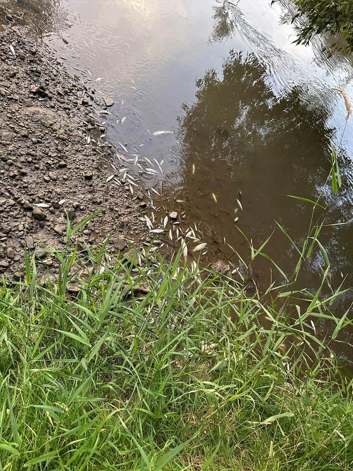 poluare pe râul cibin în municipiul sibiu. mii de pești morți plutesc în derivă (foto, video)