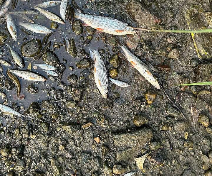 apele române nu au identificată încă sursa de poluare de pe râul cibin. mii de pești morți plutesc în continuare (video)