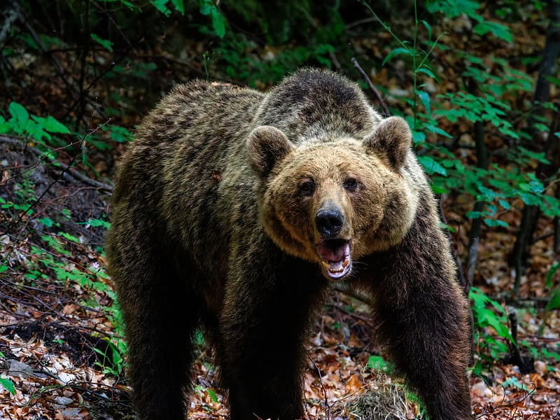 filmul tragediei în cazul tinerei ucisă de urs pe o potecă din munții bucegi