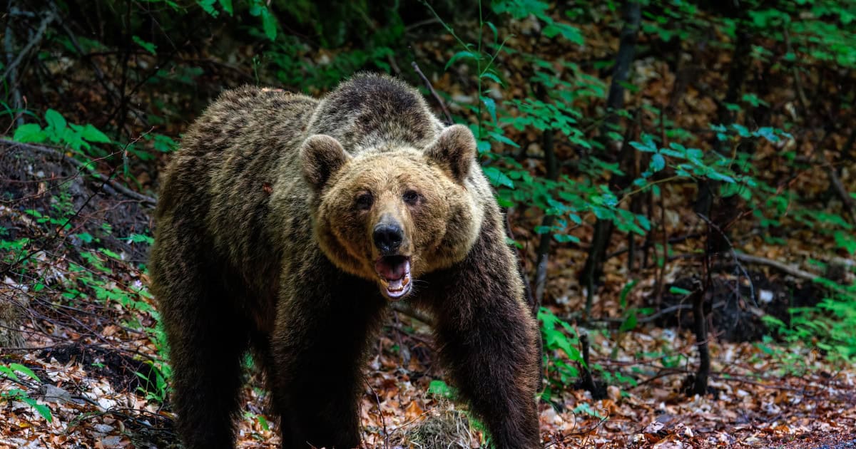 se reintroduce vănătoarea pentru oprirea suprapopulării urșilor. peste 400 vor fi omorâți