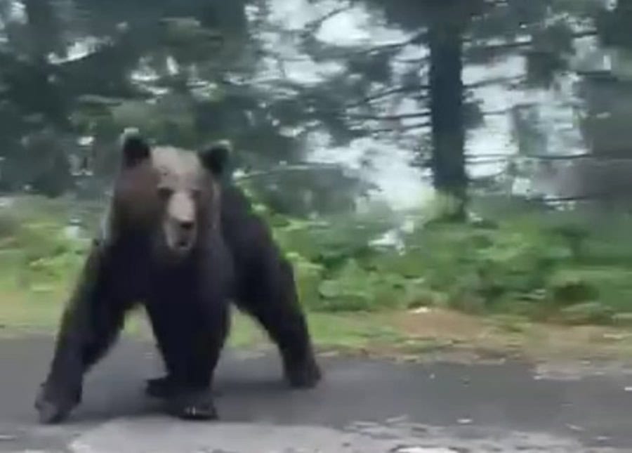urs ieșit în calea polițiștilor pe transfagarasan. l-au speriat cu sirenele (video)