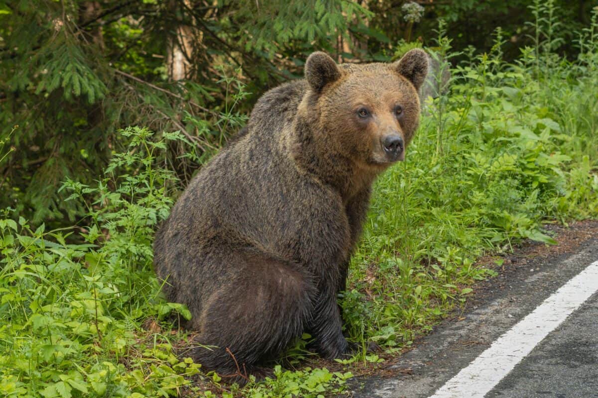 urs văzut miercuri dimineață în zona dintre muzeul astra și grădina zoologică din sibiu