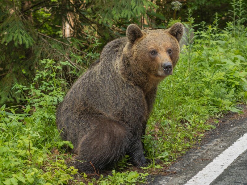 urs văzut miercuri dimineață în zona dintre muzeul astra și grădina zoologică din sibiu