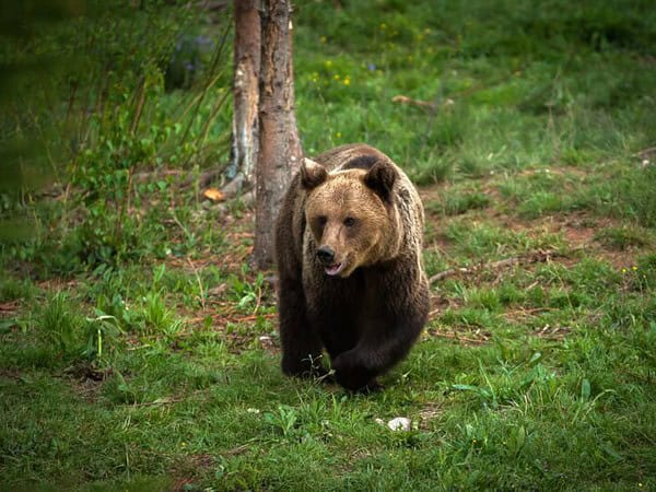 jandarmii monitorizează zona în care a fost văzut un urs la intrarea în sibiu