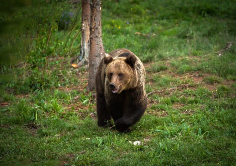 jandarmii monitorizează zona în care a fost văzut un urs la intrarea în sibiu
