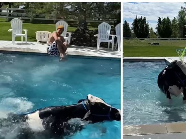 o vacă a devenit celebră după ce stăpânul a băgat-o în piscină ca să înoate cu el (video)
