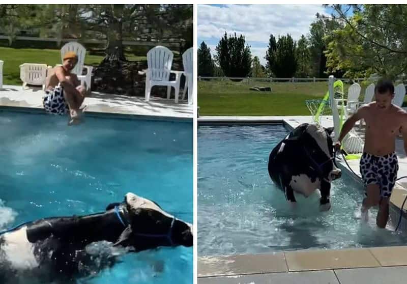 o vacă a devenit celebră după ce stăpânul a băgat-o în piscină ca să înoate cu el (video)