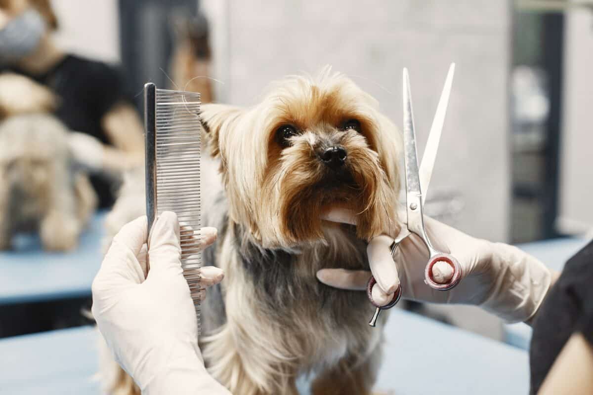 aglomerație la saloanele de înfrumusețare canină din sibiu: 2 săptămâni pe lista de așteptare pentru tuns, răsfăț și chiar și masaj