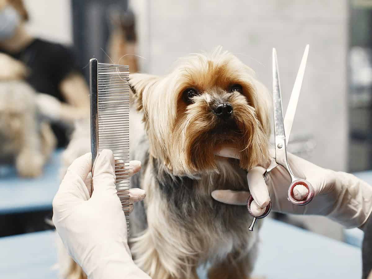 aglomerație la saloanele de înfrumusețare canină din sibiu: 2 săptămâni pe lista de așteptare pentru tuns, răsfăț și chiar și masaj