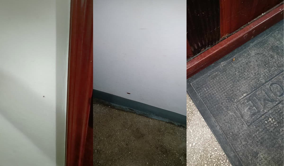 situație tensionată într-un bloc de pe rahovei infestat de gândacii dintr-un apartament închiriat