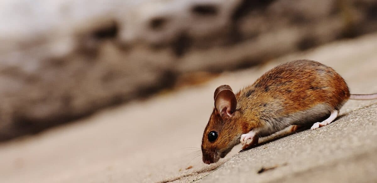 tilt shot of brown rat