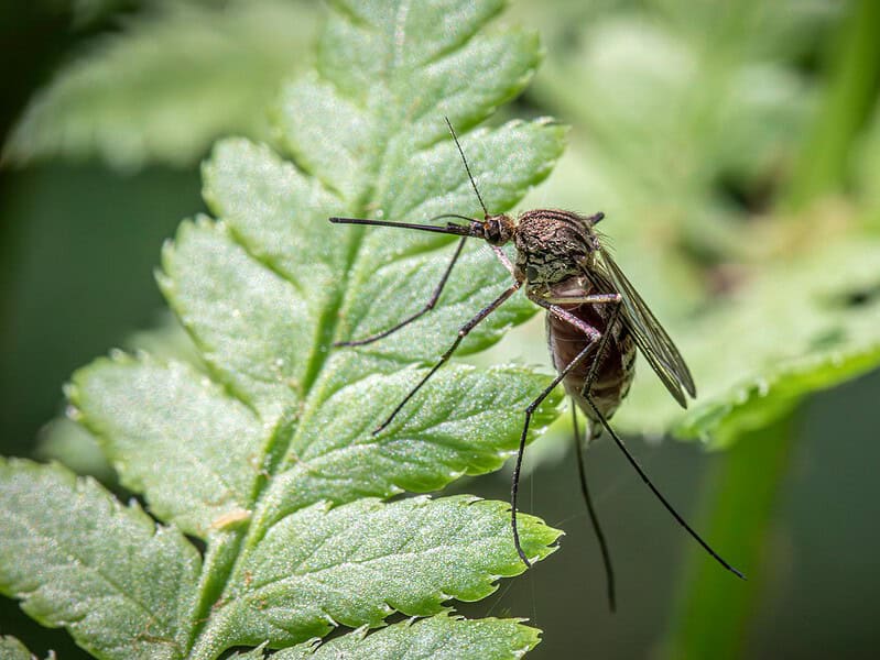 fed mosquito on a leaf