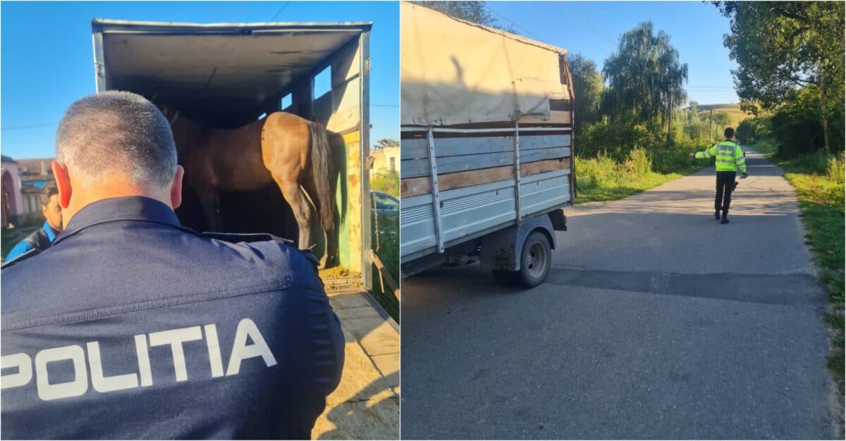 poliția a dat amenzi de 30.000 de lei în urma controalelor la târgul de animale din ighișul vechi