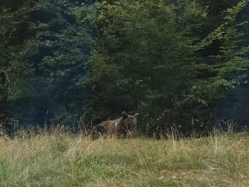 urs văzut în avrig. populația, alertată prin ro-alert