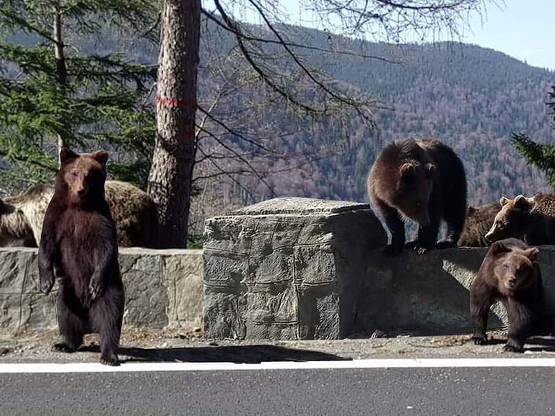 urșii ”cerșători” de pe transfăgărășan, relocați într-un sanctuar special