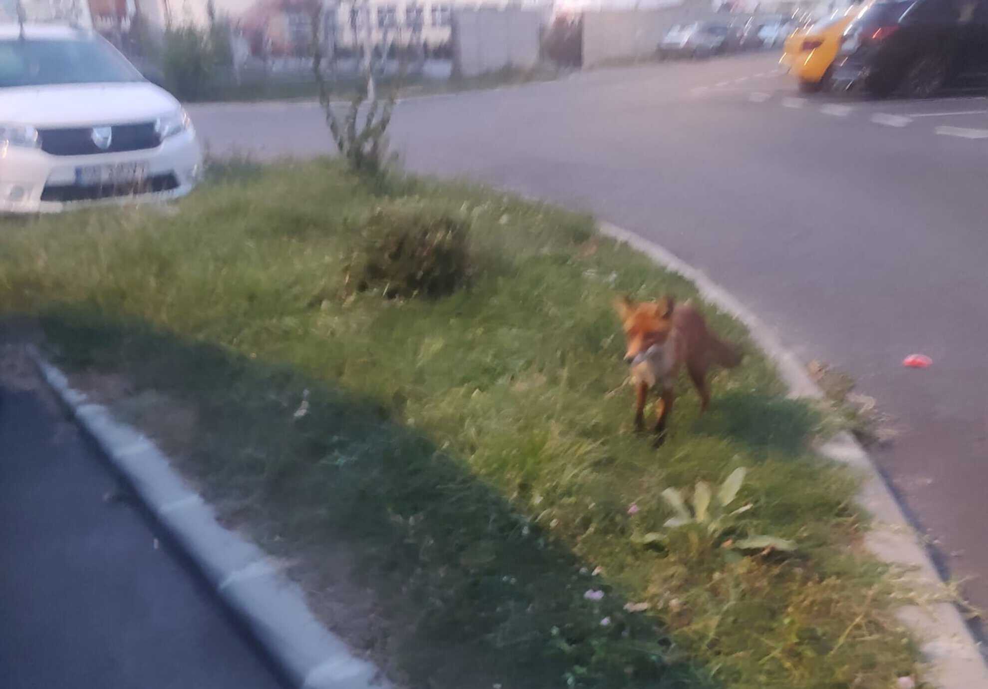 o vulpe este „rezidentă” în cartierul ștrand. locatarii i-au pus și nume (foto)